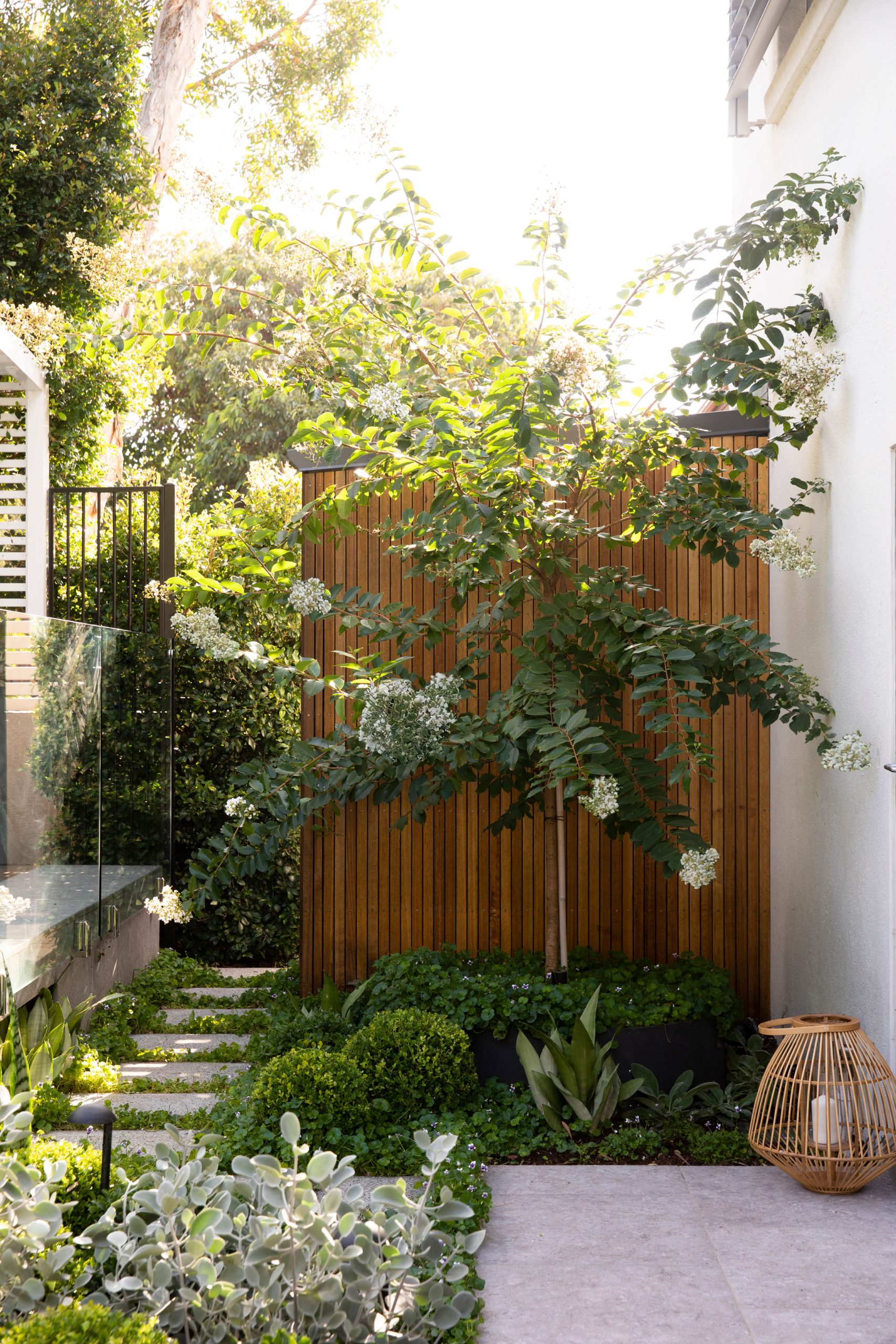 Slim feature tree against a timber clad wall above stepping stones and a woven lantern